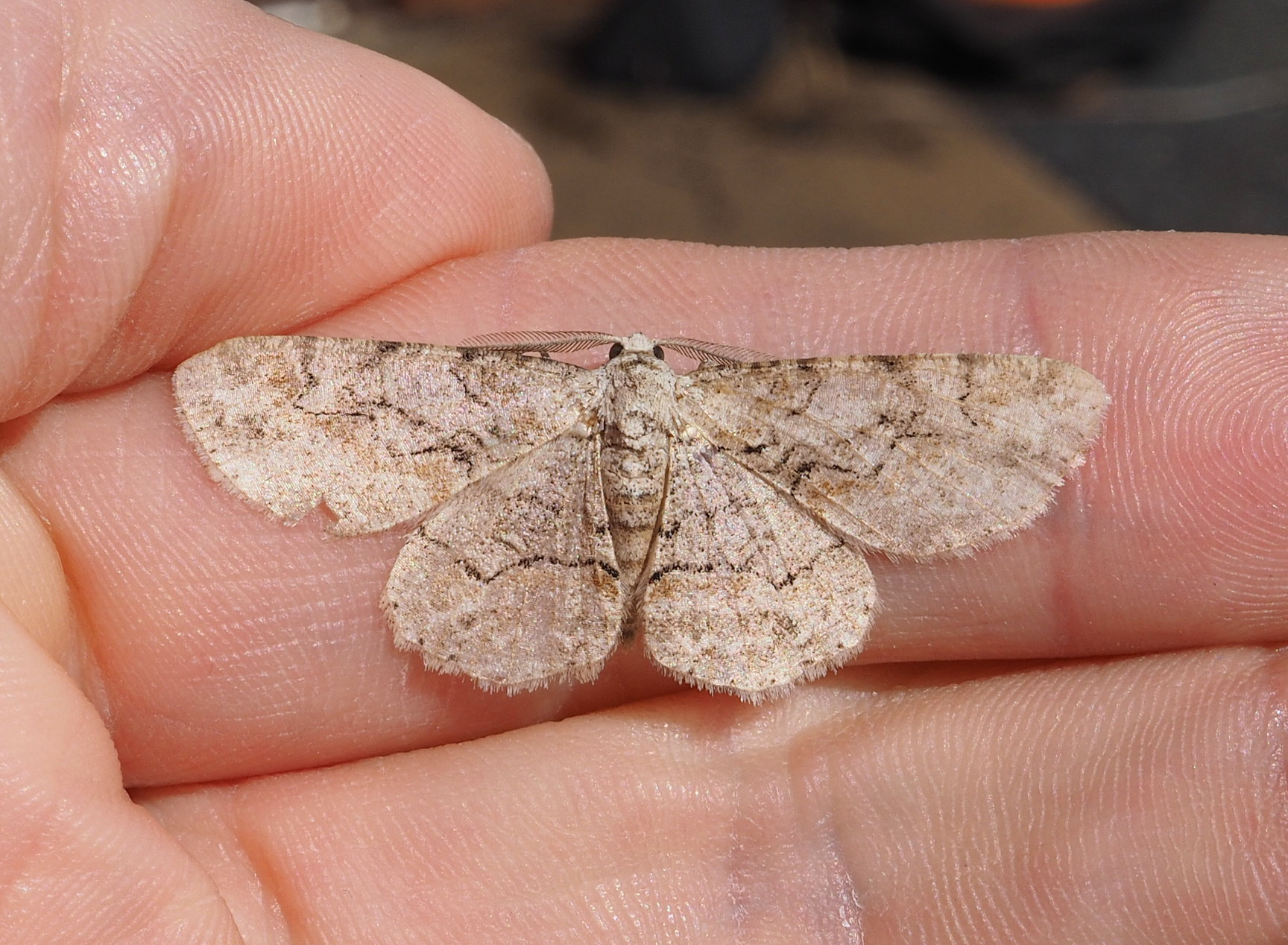 First one I have ever seen that had any hint of purple on it_20200406.jpg